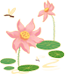 荷花.png